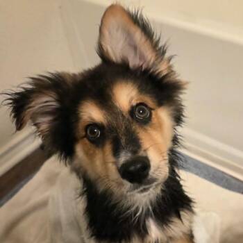 German Shepherd Dog Dogs Available for Adoption in Austin, Texas - Meatball BL | PetCurious