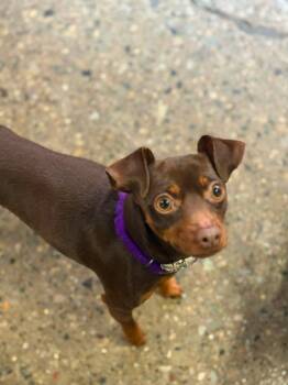 Miniature Pinscher Dogs Available for Adoption in Warren, Michigan - Ash | PetCurious
