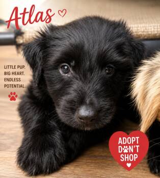 Atlas -  Terrier and Australian Shepherd Dog for Adoption in Byrdstown, Tennessee - Atlas | PetCurious