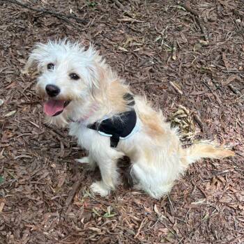 Rosario -  Terrier and Mixed Breed Dog for Adoption in Wake Forest, North Carolina - Rosario | PetCurious