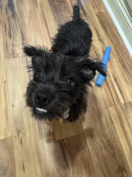 SUNNY -  French Bulldog Dog for Adoption in Sardinia, Ohio - SUNNY | PetCurious