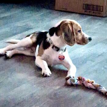 ELVIS -  Beagle Dog for Adoption in Graham, Washington - ELVIS | PetCurious