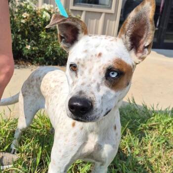 Taylor Swift -  Cattle Dog and Terrier Dog for Adoption in Hattiesburg, Mississippi - Taylor Swift | PetCurious