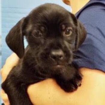 Mercury -  Shih Tzu Dog for Adoption in Green Valley, Arizona - Mercury | PetCurious