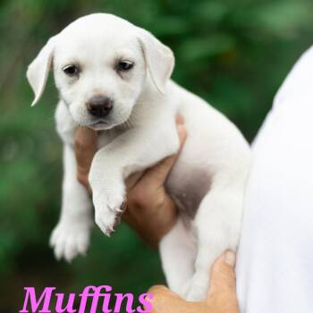 Muffins -  Mixed Breed and Labrador Retriever Dog for Adoption in Portland, Oregon - Muffins | PetCurious