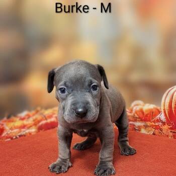 Burke -  Labrador Retriever and Mixed Breed Dog for Adoption in Griswold, Connecticut - Burke | PetCurious
