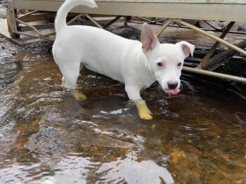 Storm -  Jack Russell Terrier and Rat Terrier Dog for Adoption in Winter, Wisconsin - Storm | PetCurious