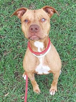 American Staffordshire Terrier and Mixed Breed Dogs Available for Adoption in Fort Lauderdale, Florida - SPROUT | PetCurious