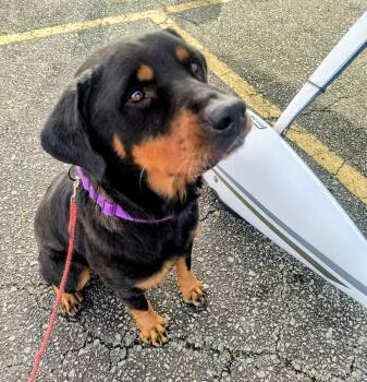 Rottweiler Dogs Available for Adoption - Nala | PetCurious