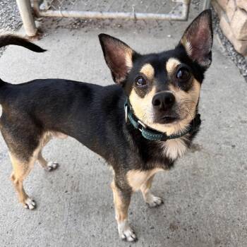 Sir Barkington -  Mixed Breed Dog for Adoption in Fairport, New York - Sir Barkington | PetCurious