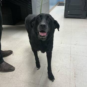 Shelby -  Black Labrador Retriever Dog for Adoption in Saint Joseph, Missouri - Shelby | PetCurious