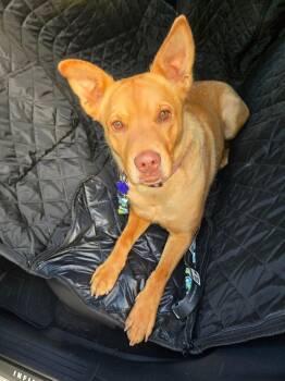 Atlas -  Shepherd and Mixed Breed Dog for Adoption in Thornton, Colorado - Atlas | PetCurious