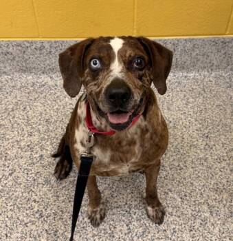 Chloe-Teal -  Catahoula Leopard Dog Dog for Adoption in Golden, Colorado - Chloe-Teal | PetCurious