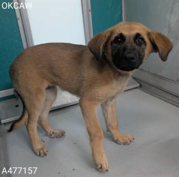A477157 -  German Shepherd Dog Dog for Adoption in Oklahoma City, Oklahoma - A477157 | PetCurious