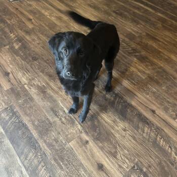 Flat Coated Retriever Dogs Available for Adoption - Ella | PetCurious