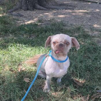 Gurgi -  Shih Tzu Dog for Adoption in Austin, Texas - Gurgi | PetCurious