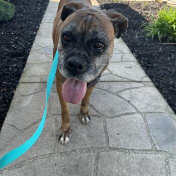 Boxer Dogs Available for Adoption in Antwerp, Ohio - Daisey | PetCurious