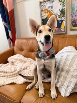 Butters Mellow Fellow -  German Shepherd Dog and Husky Dog for Adoption in Friendswood, Texas - Butters Mellow Fellow | PetCurious