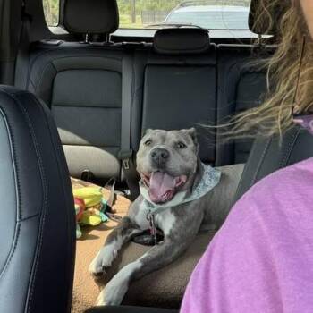 Acorn -  Mixed Breed Dog for Adoption in Dearborn, Michigan - Acorn | PetCurious