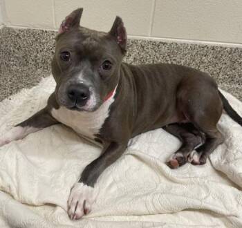 Charity -  Pit Bull Terrier and Mixed Breed Dog for Adoption in Westland, Michigan - Charity | PetCurious