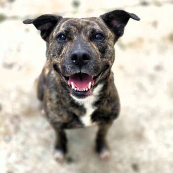 Veruca -  Mixed Breed Dog for Adoption in Michigan City, Indiana - Veruca | PetCurious