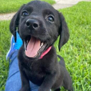 Harper -  Labradoodle and Catahoula Leopard Dog Dog for Adoption in Krum, Texas - Harper | PetCurious