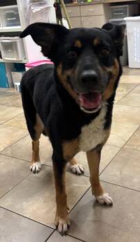 Mixed Breed Dogs Available for Adoption in Ocala, Florida - Somoas | PetCurious