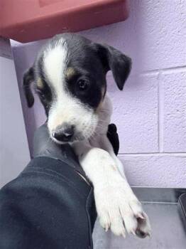 61395513 -  Mixed Breed Dog for Adoption in El Paso, Texas - 61395513 | PetCurious