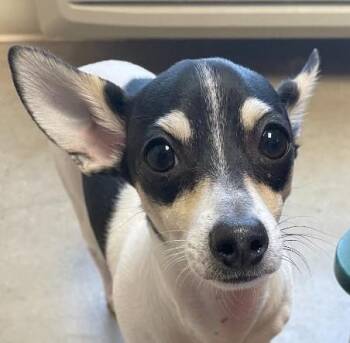 Chihuahua Dogs Available for Adoption in Greeley, Colorado - Sunny And Jade | PetCurious