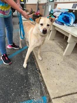 Bolt -  Labrador Retriever and Mixed Breed Dog for Adoption in Greensburg, Indiana - Bolt | PetCurious