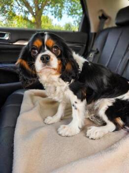 Cavalier King Charles Spaniel Dogs Available for Adoption - Lilo | PetCurious