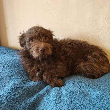 Poodle and Havanese Dogs Available for Adoption in San Diego, California - FLUFFY | PetCurious