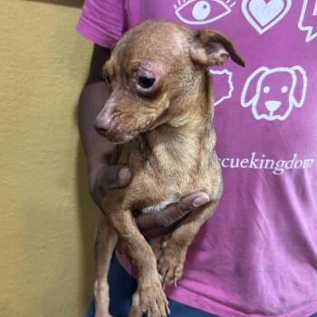 Freya - Local Sept 11-13 -  Chihuahua Dog for Adoption in Brookshire, Texas - Freya - Local Sept 11-13 | PetCurious
