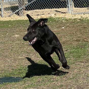 Tator -  German Shepherd Dog and Mixed Breed Dog for Adoption in Blairsville, Georgia - Tator | PetCurious