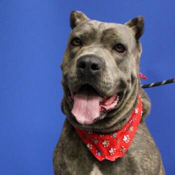 Hugo -  Cane Corso Dog for Adoption in Manchester, Pennsylvania - Hugo | PetCurious