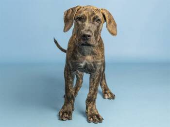 BAXTER -  Mastiff Dog for Adoption in Phoenix, Arizona - BAXTER | PetCurious