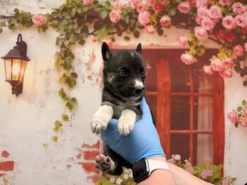 Belgian Shepherd Malinois and Mixed Breed Dogs Available for Adoption in San Bernardino, California - PAMELA | PetCurious