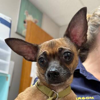 Cappucino -  Chihuahua Dog for Adoption in Jacksonville, Arkansas - Cappucino | PetCurious
