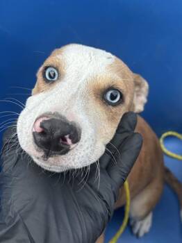 NATE -  Mixed Breed Dog for Adoption in Dallas, Texas - NATE | PetCurious