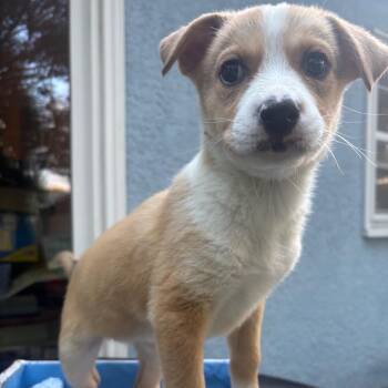 Iron -  Mixed Breed Dog for Adoption in Buffalo, Minnesota - Iron | PetCurious