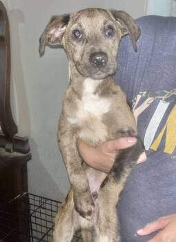 Rescue Hound Dogs for Adoption in Manchester, Connecticut - Huck | PetCurious