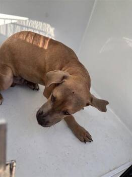 A659453 -  Black Mouth Cur and Pit Bull Terrier Dog for Adoption in Houston, Texas - A659453 | PetCurious
