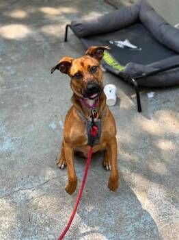 LIONEL -  German Shepherd Dog and Mixed Breed Dog for Adoption in Boston, Massachusetts - LIONEL | PetCurious