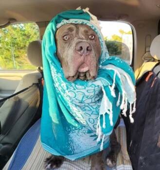 Rescue American Staffordshire Terrier Dogs for Adoption in Raleigh, North Carolina - Baloo | PetCurious