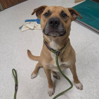 Christopher Robin -  Mixed Breed Dog Available for Adoption in Binghamton, New York - Christopher Robin | PetCurious