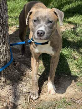 Pit Bull Terrier Dogs Available for Adoption in Springfield, Illinois - Bandit | PetCurious