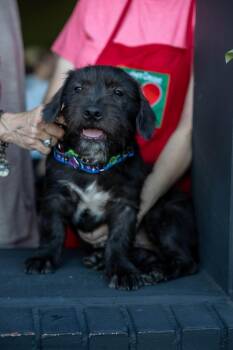 Darren -  Basset Hound and Schnauzer Dog for Adoption in Milner, Georgia - Darren | PetCurious