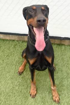 Doberman Pinscher Dogs Available for Adoption in Oakland Park, Florida - Nolton 3578 | PetCurious