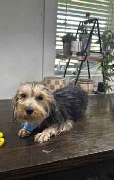 Rescue Yorkshire Terrier Dogs for Adoption in Brownstown, Indiana - Clarence | PetCurious