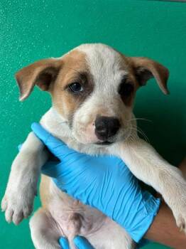 A256467 -  Australian Cattle Dog Blue Heeler and Mixed Breed Dog for Adoption in Visalia, California - A256467 | PetCurious